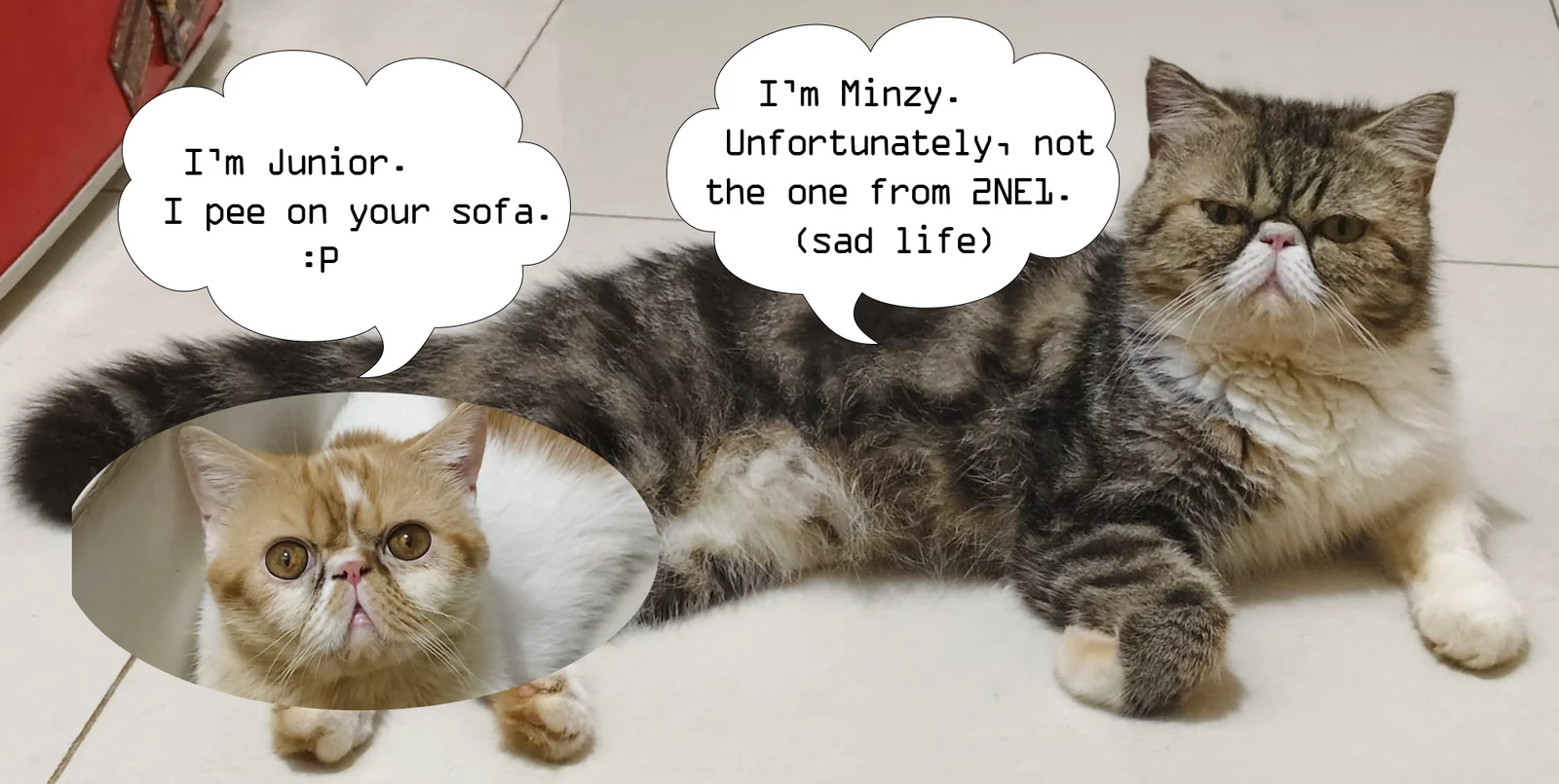 Junior and Minzy, Chris' cats